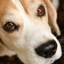 perro sumiso para Real