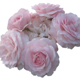 twistxdsouls's profile picture. failure by design