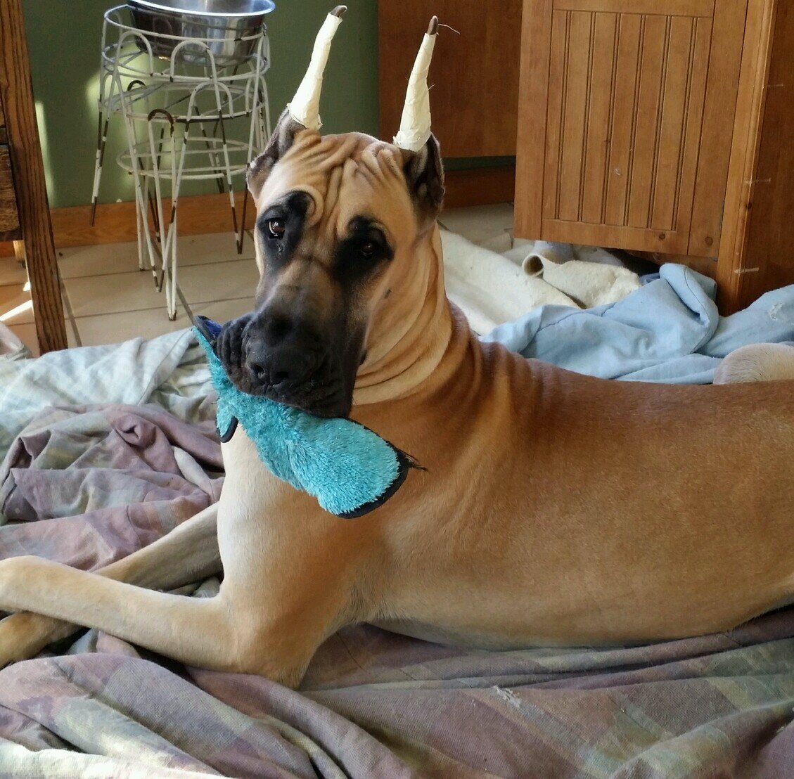 daystargr8danes's profile picture. Yeshua, Jesus follower who loves family, friends N my dogs, showing & raising & living with them. 
Love crafts and being social. 
Love to help mentor people.