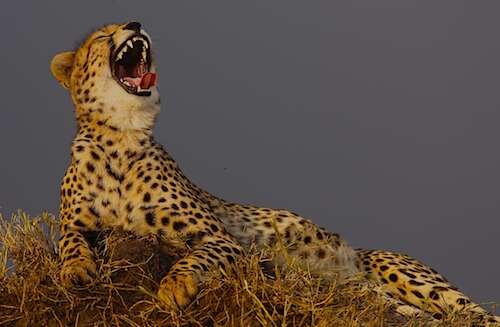 Gepardenschutz's profile picture. Leben für Geparden e.V. betreibt Gepardenschutz und Wildlife-Bildung in Afrika.
Life for Cheetah preserves cheetahs and runs wildlife-education in Africa.