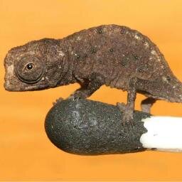 The Smallest Animals in the World