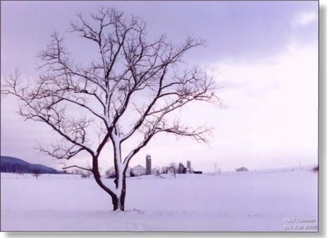 wolf77128's profile picture. 