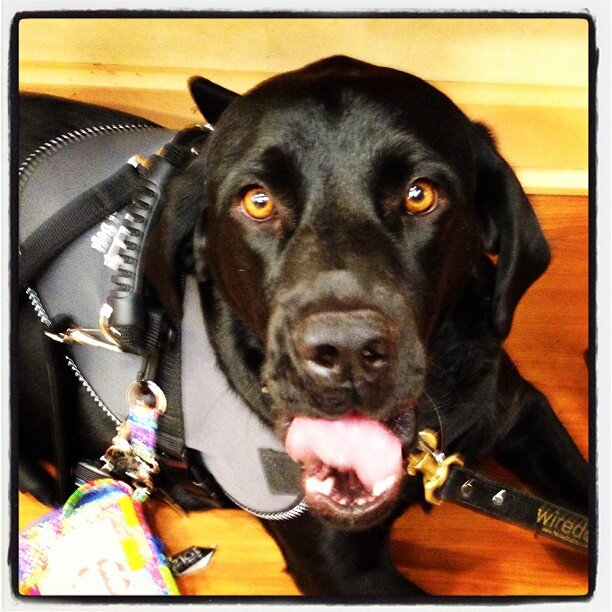 Psychiatric Service Dog - I help my person with living, surviving and thriving while having PTSD. Let me know if you have questions!
