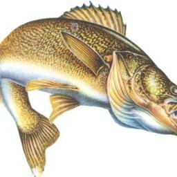 Hey I just made a new Walleye website go check it out and hit up the forums!