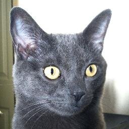 TomJuris's profile picture. Grandfather, cat lover, downtown city dweller. Connoisseur of Wisdom for the soul and tasty food for the body.