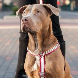 Unnecessary Essentials is all about the pets!  We offer sophisticated pet collars, leads, harnesses & more.