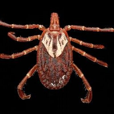 TicksRock's profile image