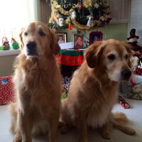 Linda Queen 💛☕️🌷🌼🦮🏈#🟦🇺🇦 (@goldengirl2362) 's Twitter Profile