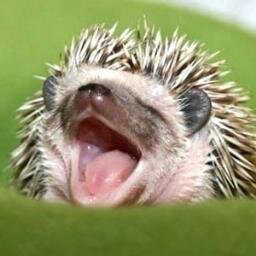 austinsmorris Profile Picture
