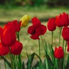 Iaralauri's profile picture. 