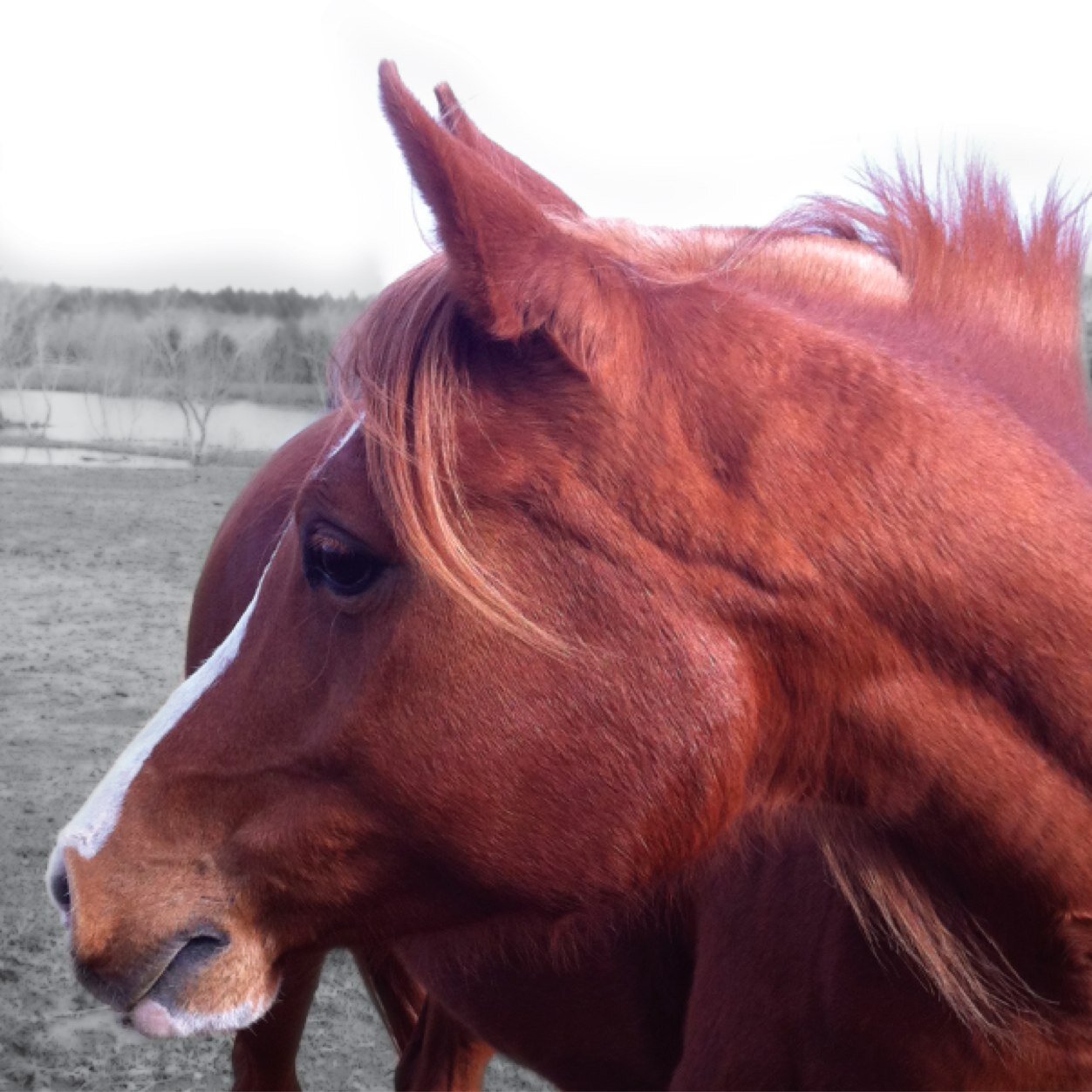 thorton2's profile picture. 