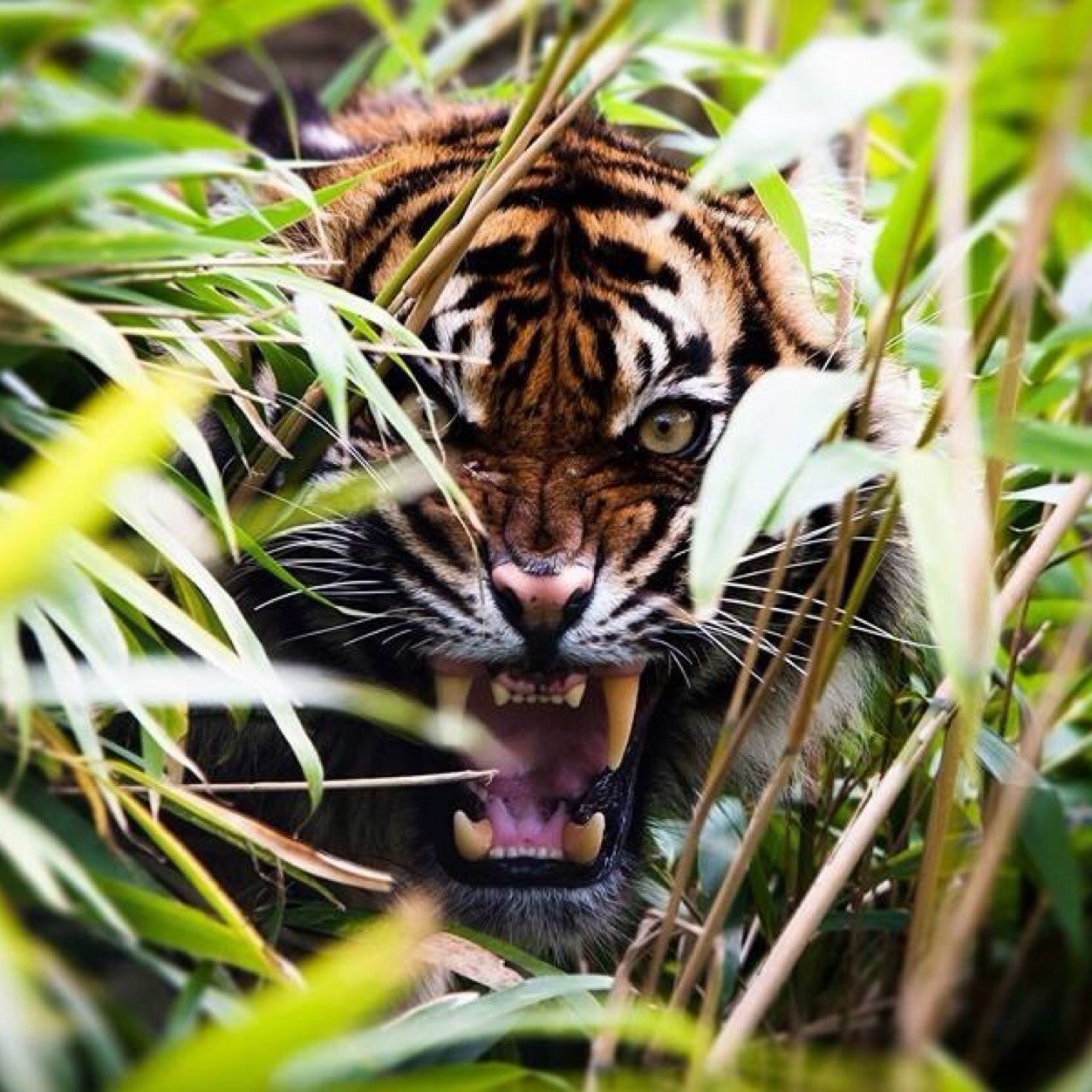 “Appear weak when you are strong, and strong when you are weak.” ― Sun Tzu, The Art of War