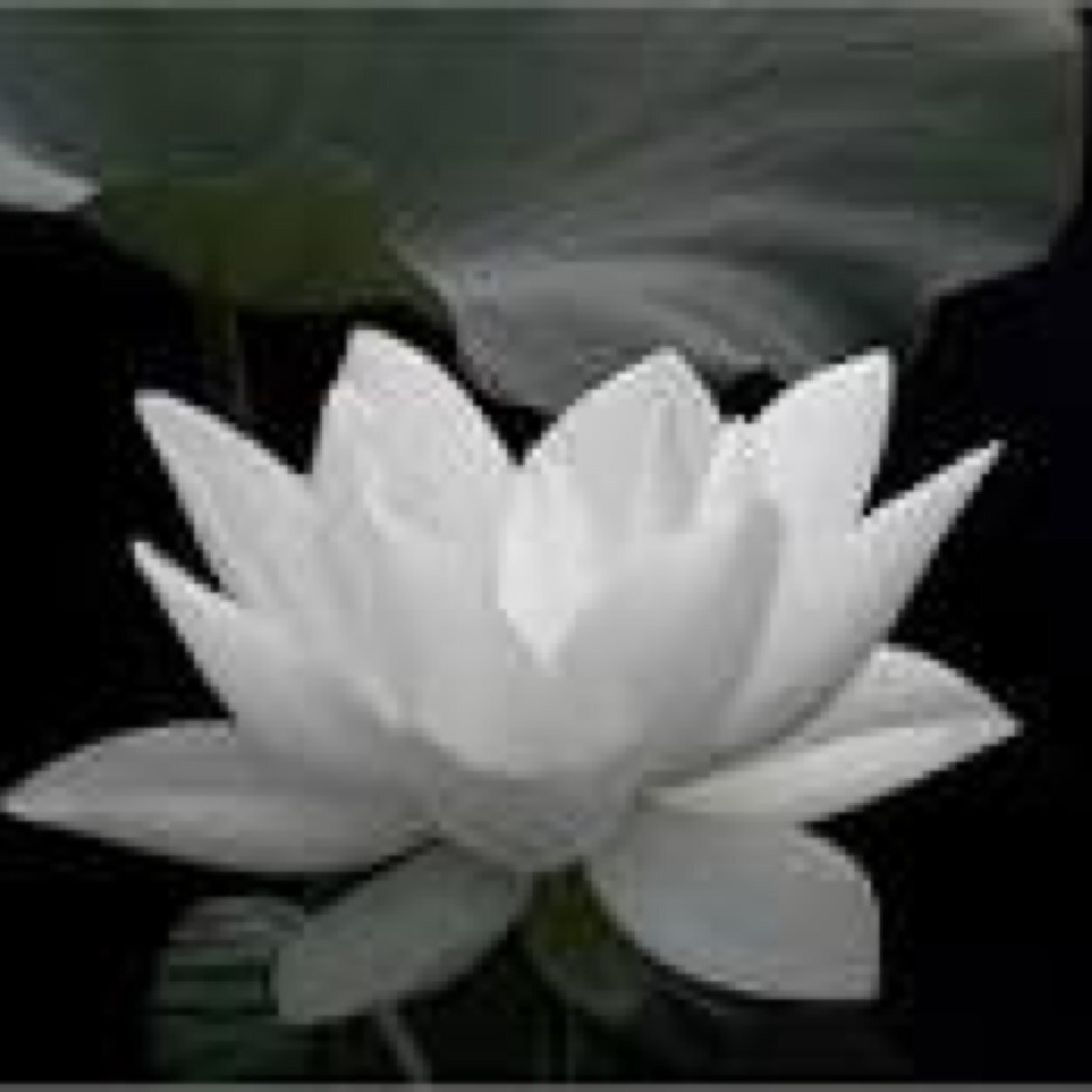 Be who you are and say what you feel, because those who mind dont matter, and those and who matter dont mind.
- Dr.Seuss