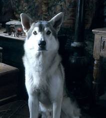 Arya Starks DireWolf.||GOT Fanpage & Role Play||