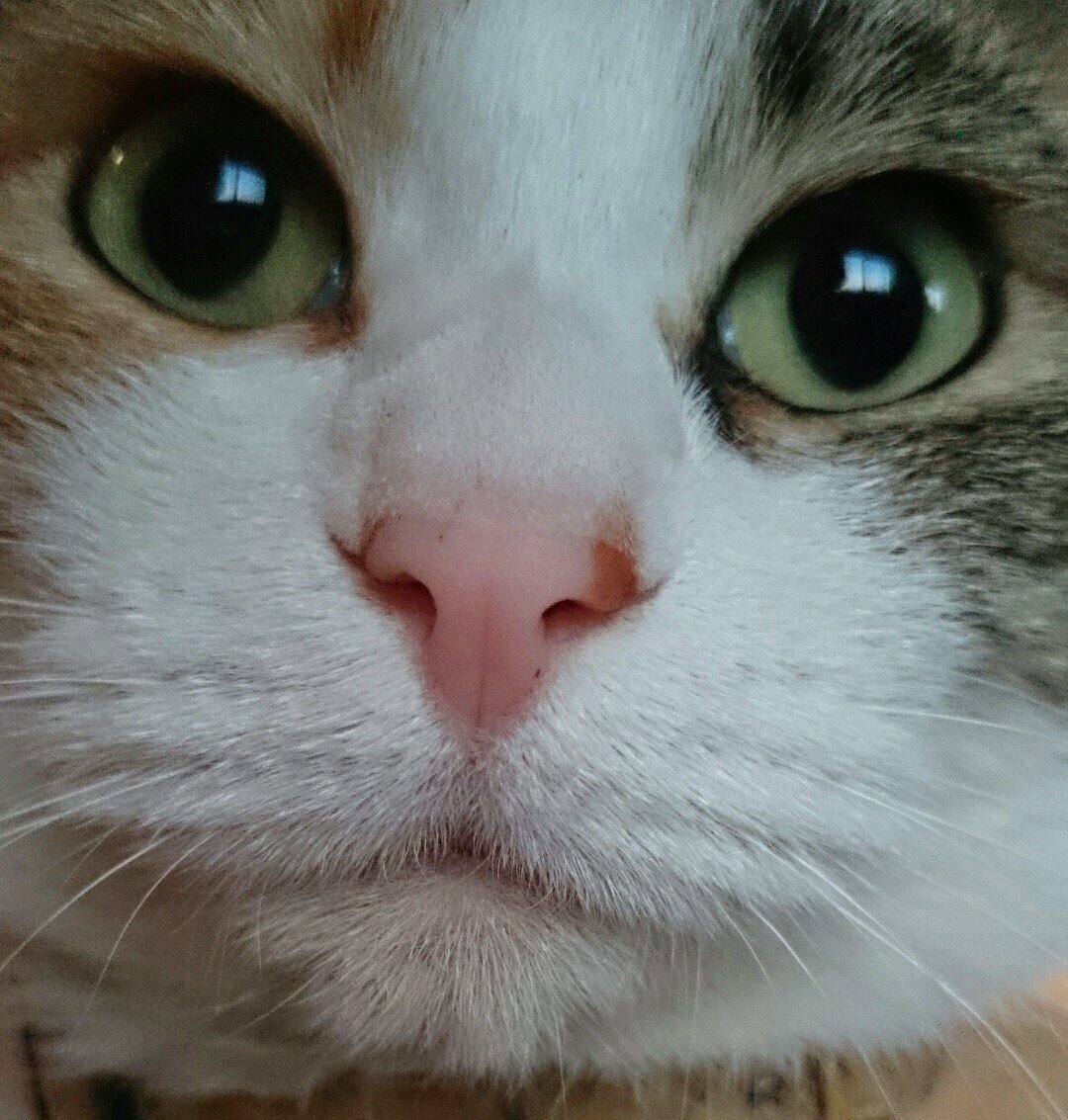 田舎に住む猫好きです 家猫(にゃ子・めちゃ子・ラミちゃん・サバちゃん) 牛小屋猫(サラちゃん・虎二朗）飼ってます （ミーコ・とらは家出中）大気光学現象・ゴスペラーズが大好きです ビーズアクセサリーなどの手作り品を地元や周辺の町で委託販売してます