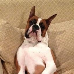 TheDogBruno_'s profile picture. My name is Bruno. Im a boxer. I like to poop inside the house and pee on furniture. Im very friendly, love you cuddle, and loves to play. Im one years old.