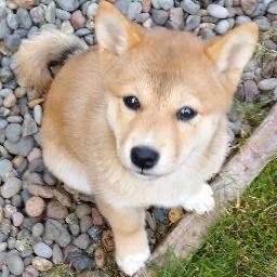 kiridesuka's profile picture. Master of mind control, running back in training, shiba inu