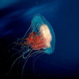 Amazing Pictures of Sea Animals