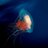 FishPorns's profile image