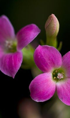 Cemungut_01481's profile picture. 