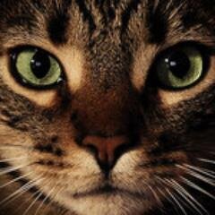 intregatti's profile picture. BŮH, TVOŘE ČLOVĚKY, ZŘEJMĚ PŘECENIL SVÉ MOŽNOSTI.