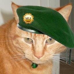 Top ginger mouser with thumbs. I'm not fat I have heavy fur. Supports wild pawties and worthwhile causes #wlf  #theaviators #mousehunting