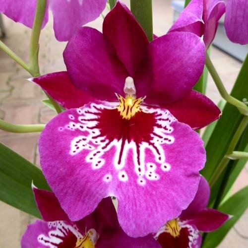 Suivez toute l'actualité du monde #horticole et du #paysage, #jardins, #plantes, #biologie, #horticulture, #végétaux, #jardinage et #botanique