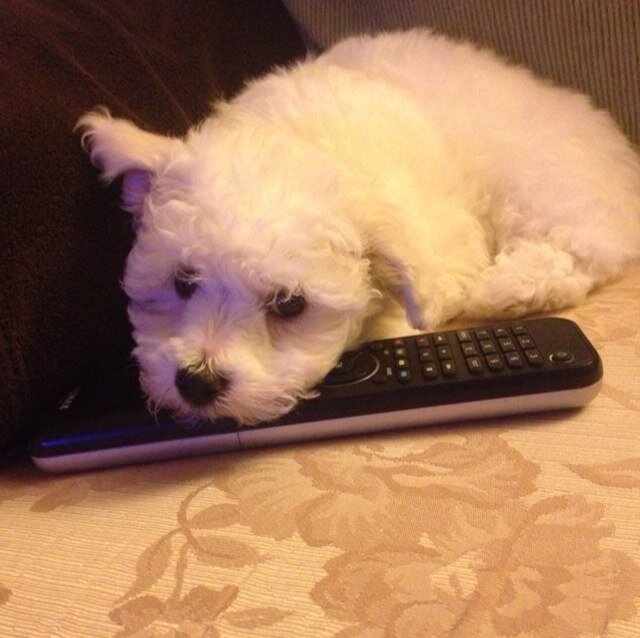 Teddiethedog's profile picture. 3 Year old Bichon loving life! Owned by Natalie and Lee. Tweeting life through the eyes of Bichon.