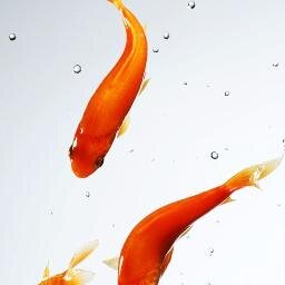 banhtrang001's profile picture. vewavwevwe