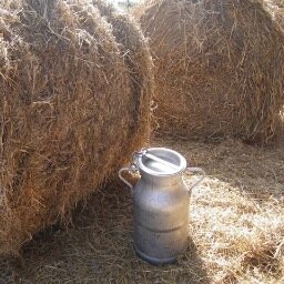Vente de lait cru, légumes se saisons, pêches et nectarines, veau de lait à la ferme. Ferme découverte et pédagogique.
