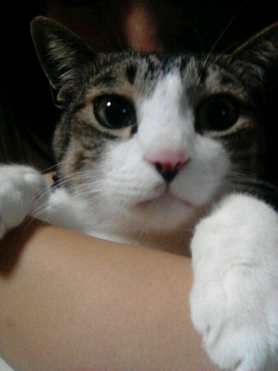 ミュージカル大好き（いっくん、レミゼ）★ブルーインパルス大好き★猫ちゃん大好き★適当につぶやきます!宜しくお願いします!