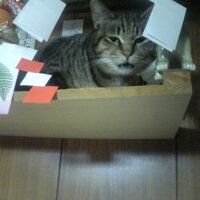 高見 (@n_takami) 's Twitter Profile
