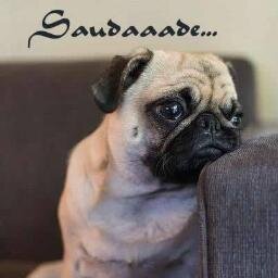 mocreialinda's profile picture. amo tudo amo o mundo.... quero tudo quero um osso..