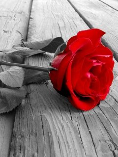 Sirf
Islami
Islahi
Or
SSP
ki
updates
k liye
apne mobile
mein likhen
FOLLOW @ISLAHI_MSG
Send 40404
ad no exchange
shukriya