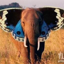 что вижу то пишу