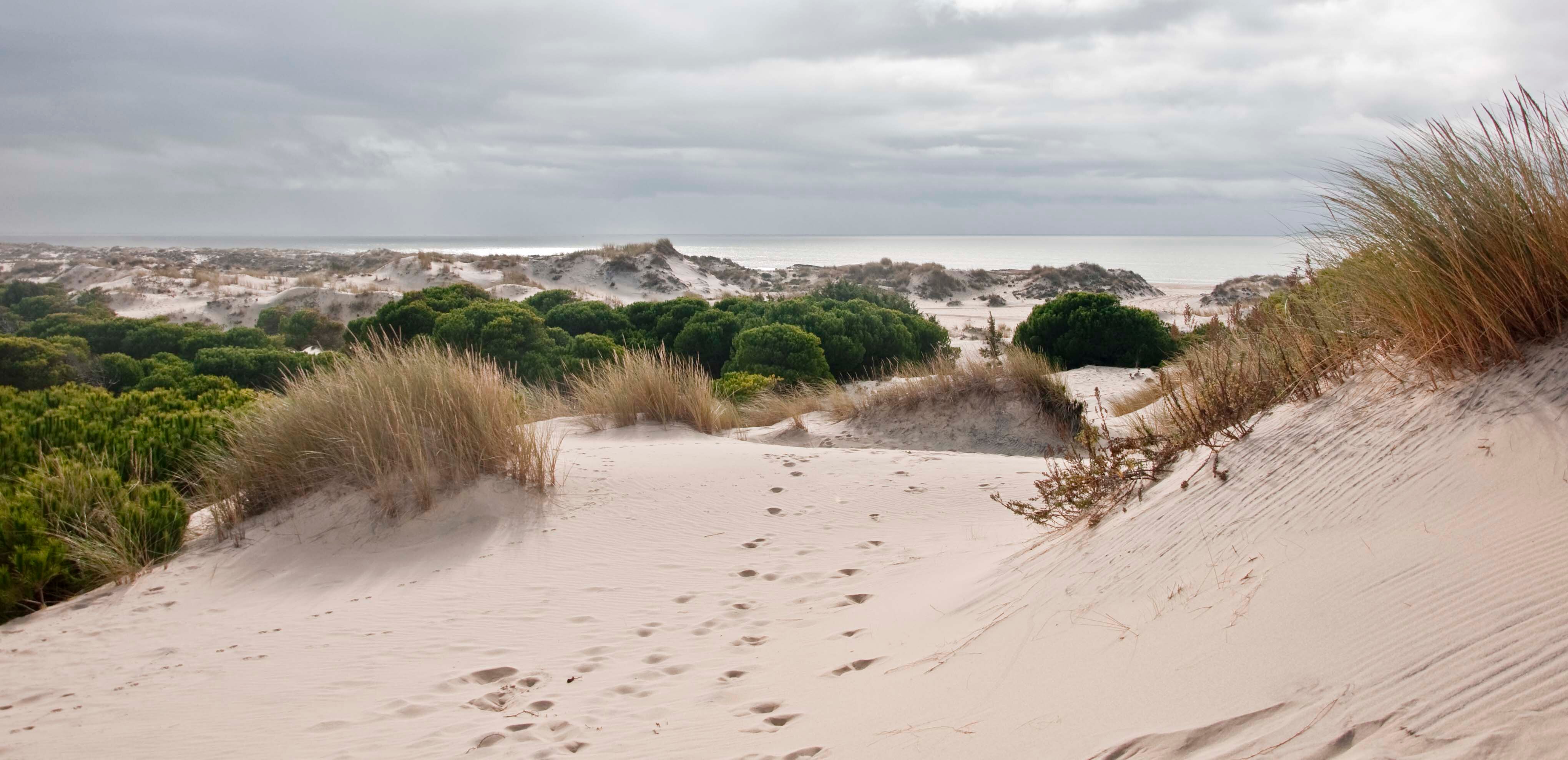 Visita Doñana desde Sevilla, todos los días. Visit Donana every day from Sevilla. #Doñana #Donana