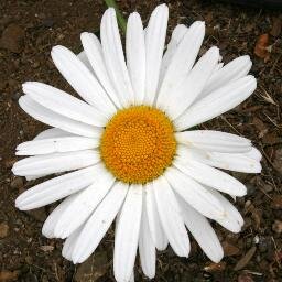 lamoz76's profile picture. You gotta make your own sunshine! :)