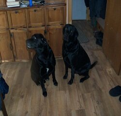 kathym666's profile picture. Hate Trudeau ,love Trump 🇨🇦🇺🇸love dogs and other animals,and humour .  Build cool shmit and restore cars and trucks.