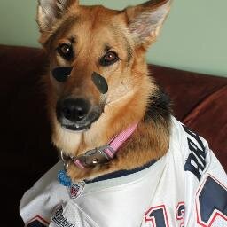 Bradi is a big Patriots fan, just like her owner!!!!