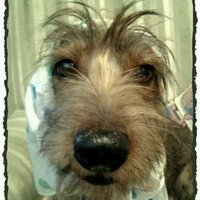 Maya the Daxi (@mayateckel) 's Twitter Profile