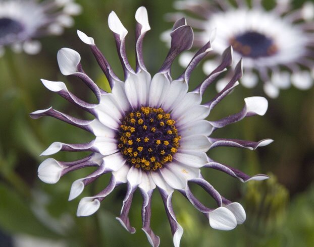 pejo1girl's profile picture. It's all about eggs