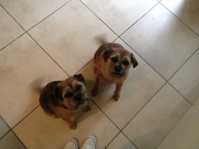 Edna & Madge (4yrs) we love walkies, snuggles, our hoomins and gravy, we hate birds, cats and cyclists! Out brother compo went OTRB jan 14, miss him every day x