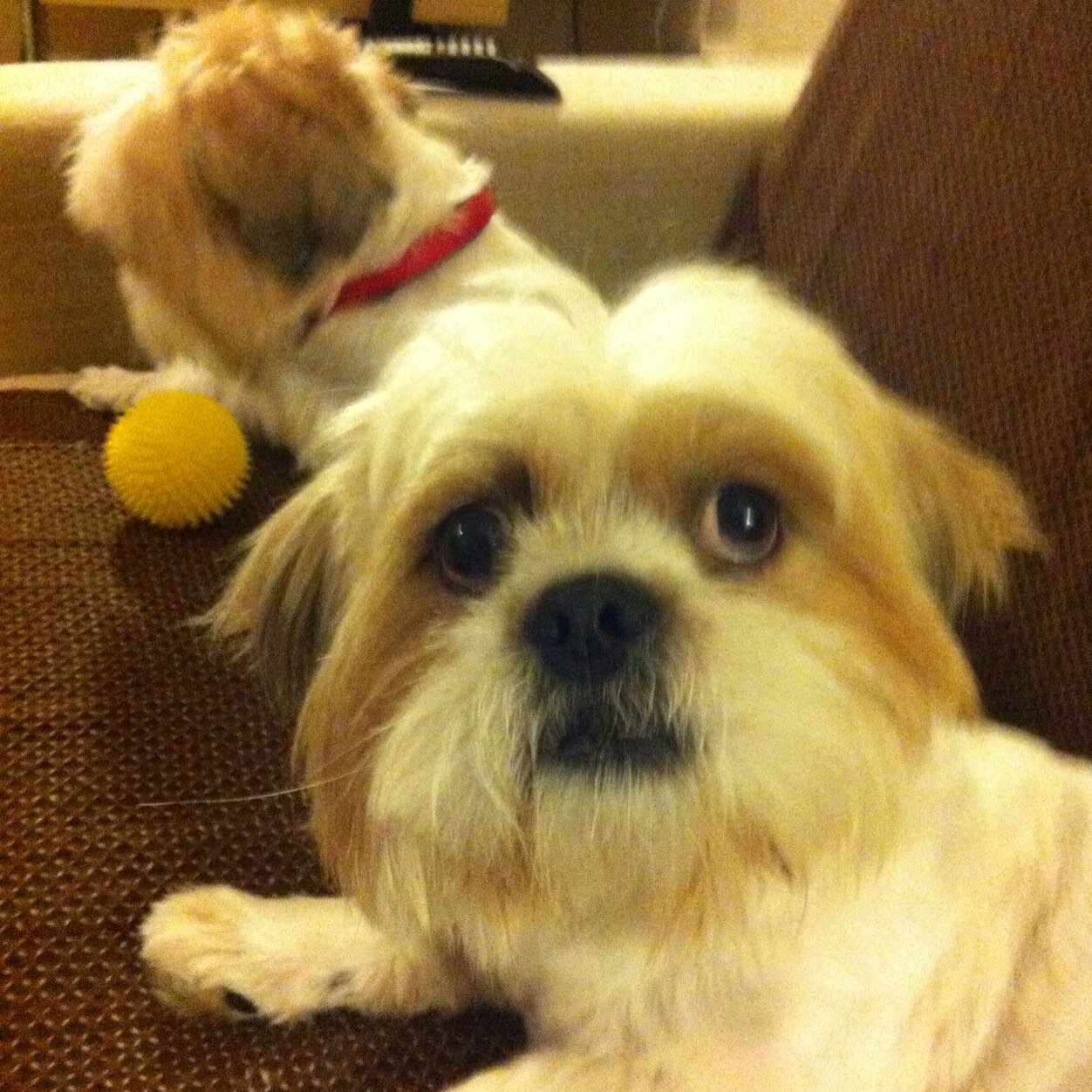 ZingaleRenato's profile picture. 