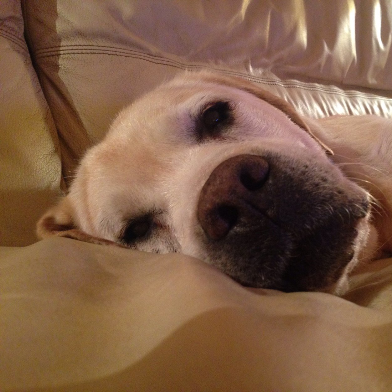 EglantineBoivin's profile picture. Francaise, depuis 2010 à Montréal et c'est le paradis!
J'aime cuisiner, visiter le monde et les Labradors.