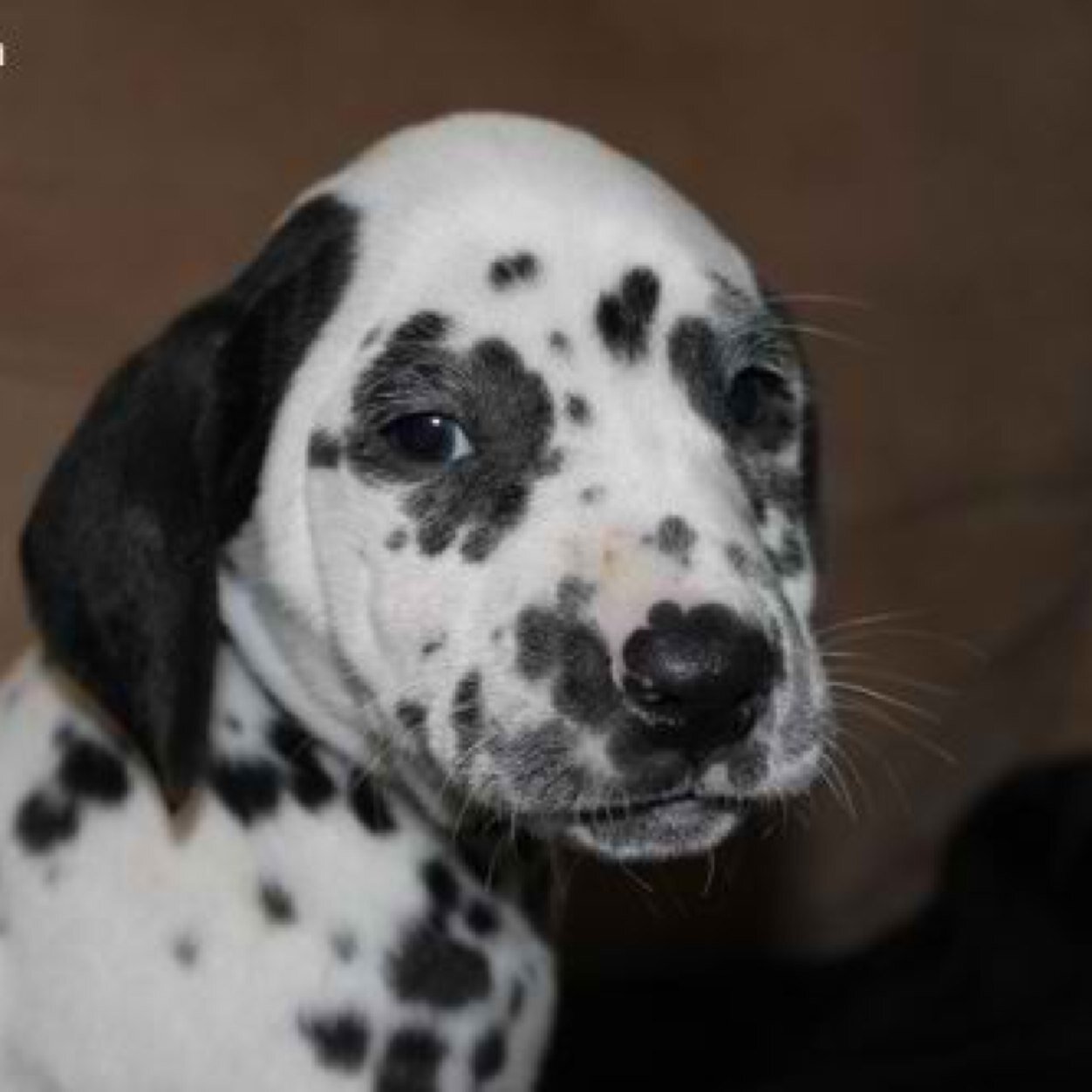 one of Perdita and Pongo 101 Dalmatian puppies once puppynapped by Cruella De Vil always watching tv #OUATRP #101DalmatianRP