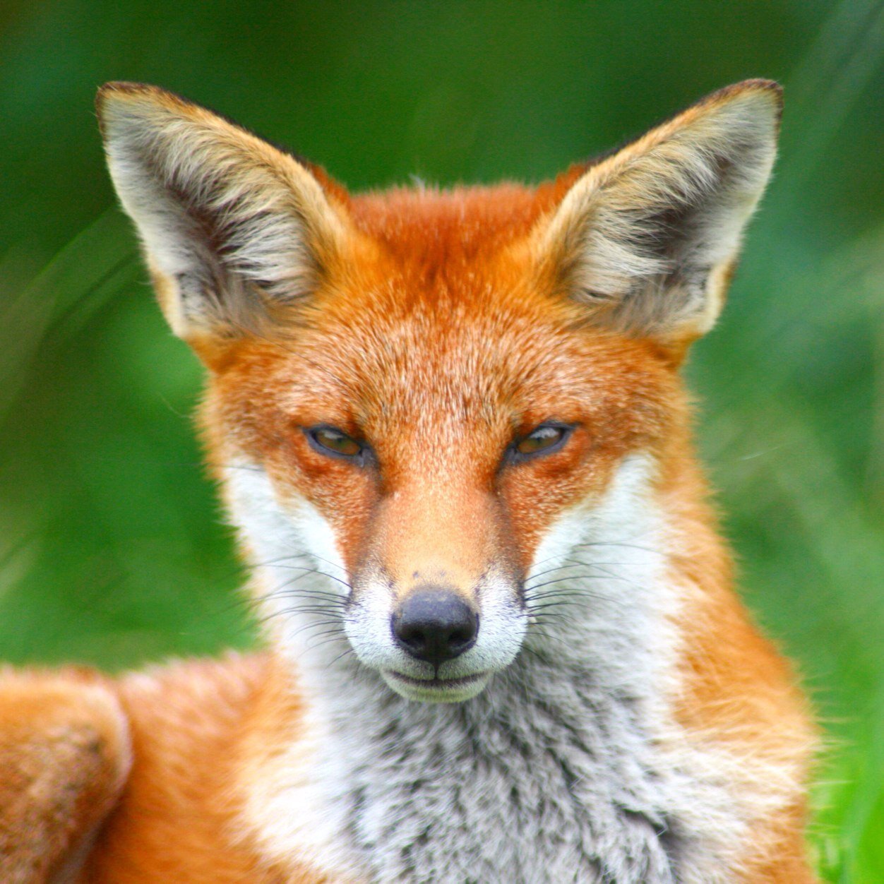 Journalist, former broadcaster, charity trustee, patron & president!! Animal supporter and somehow a believer in better.
