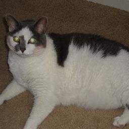 Maxscatworld1's profile picture. If you love pets as much as I do, check out our website.