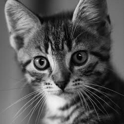 rcoaf6c9's profile picture. ボンジュール！プリズムです。ロボットが嫌いなので絵本作家になりました。好きな物はいいモノで、将来的には司令官の座を狙ってます。宜しくお願いします。フォロー返し100%