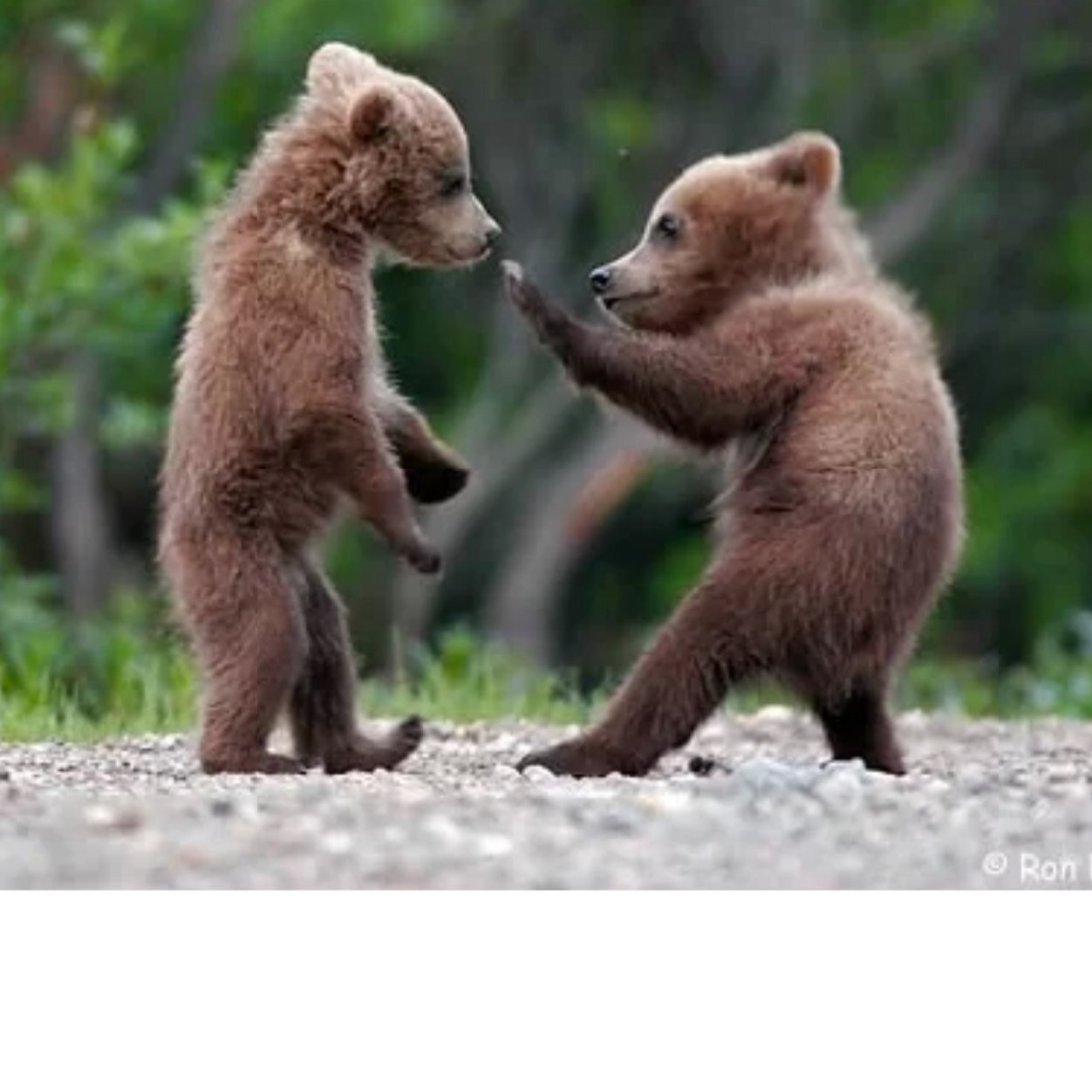 Bear_Repair's profile picture. SPA SERVICING SB COUNTY. LOCATED IN BIG BEAR, CA.