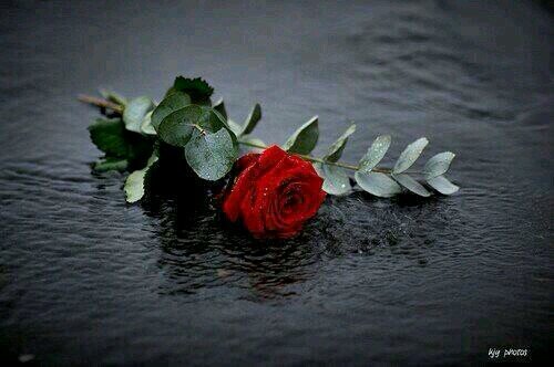 er23231's profile picture. ‏‏أستغفر الله واتوووب إليه